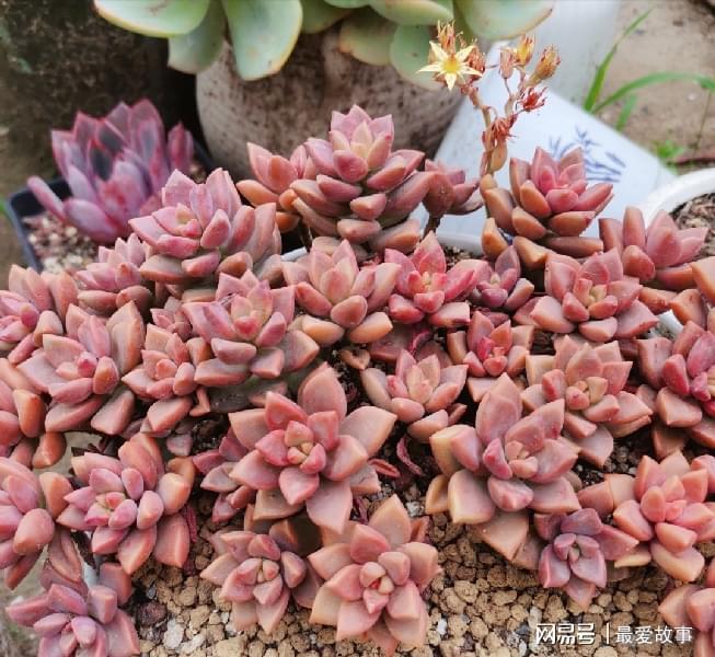 多肉綴化長得快嗎_40種多肉綴化_多肉綴化養護