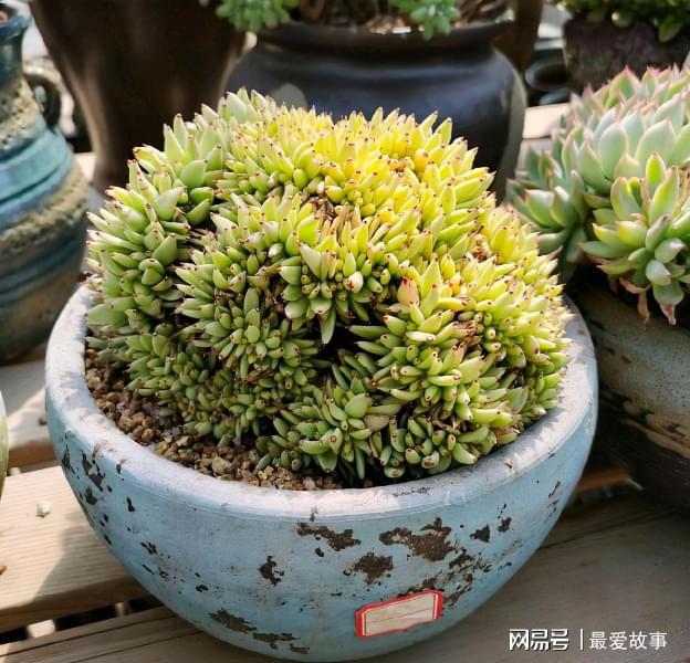 多肉綴化養護_40種多肉綴化_多肉綴化長得快嗎
