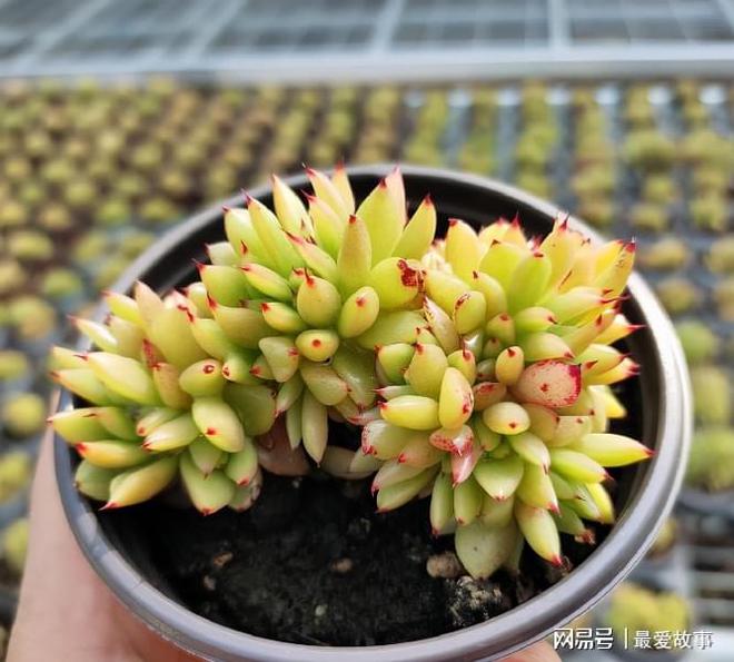 多肉綴化長得快嗎_多肉綴化養護_40種多肉綴化