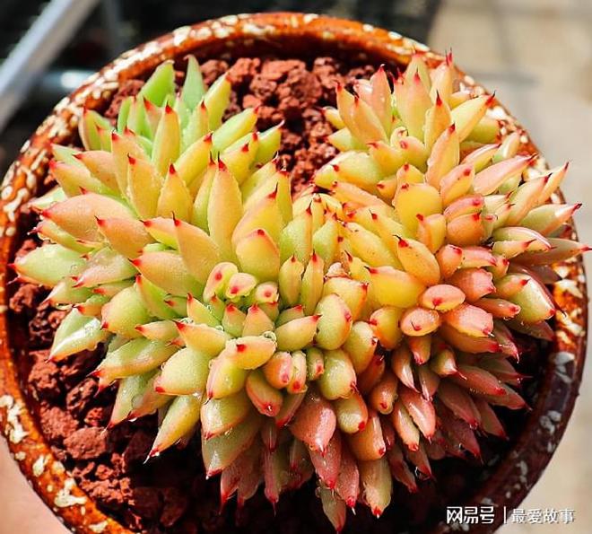 多肉綴化長得快嗎_多肉綴化養護_40種多肉綴化