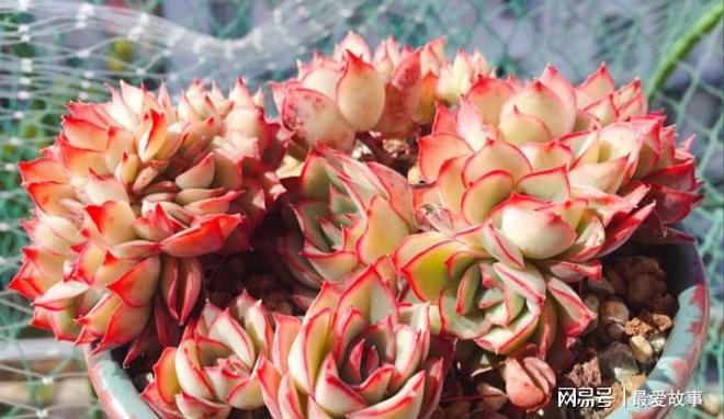 多肉綴化長得快嗎_40種多肉綴化_多肉綴化養護