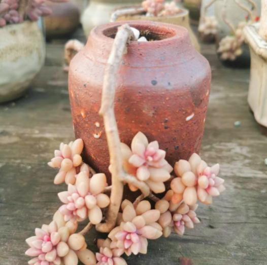 多肉姬秋麗_多肉姬秋麗_多肉姬秋麗