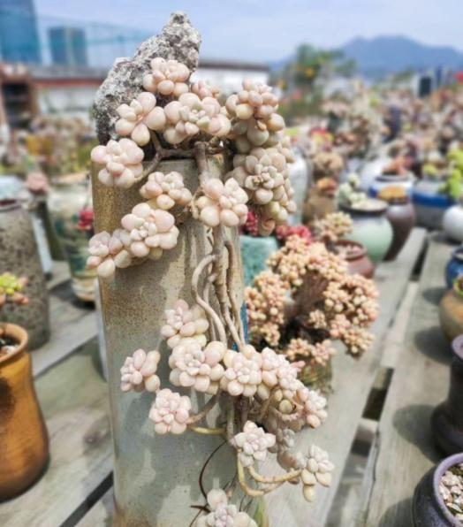 多肉姬秋麗_多肉姬秋麗_多肉姬秋麗