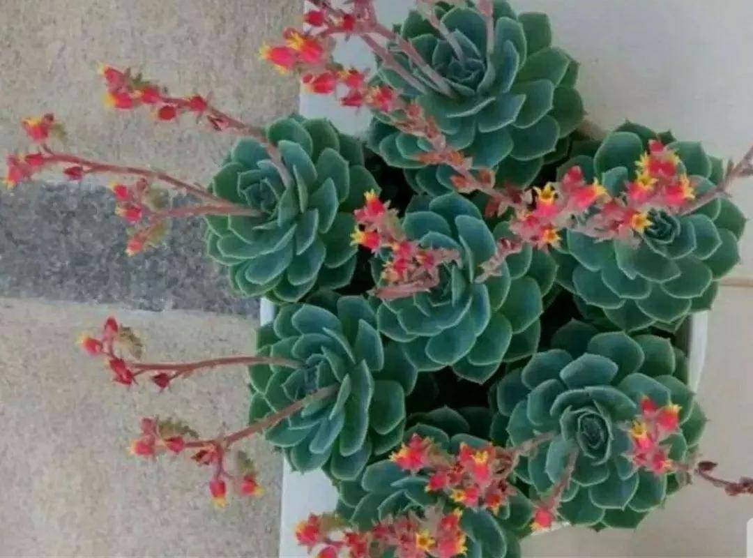 多肉開花2只為開花不問結(jié)果，我的美麗我做主！你舍得剪花嗎？