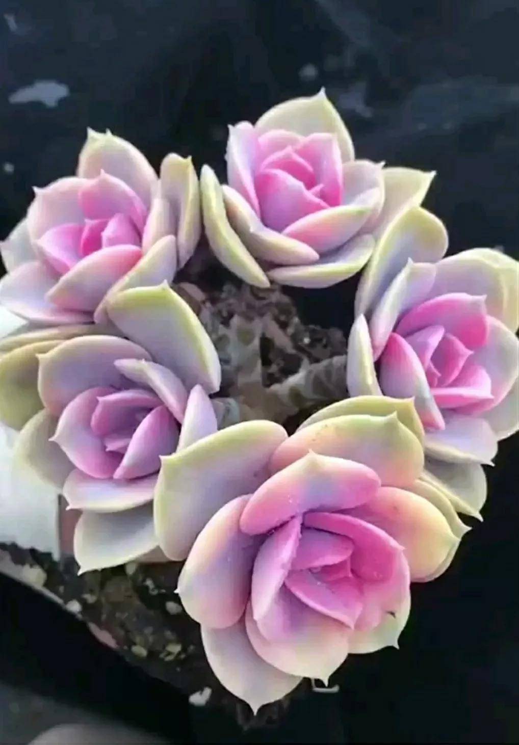 多肉開花需要剪掉嗎_開花剪掉多肉需要剪枝嗎_多肉開花剪下來可以種嗎