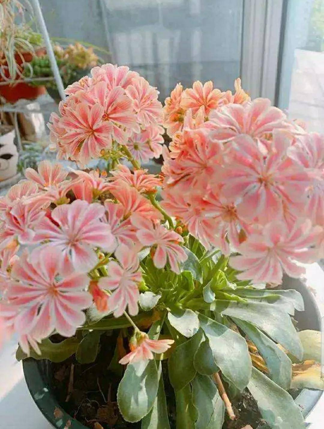 開花剪掉多肉需要剪枝嗎_多肉開花需要剪掉嗎_多肉開花剪下來可以種嗎