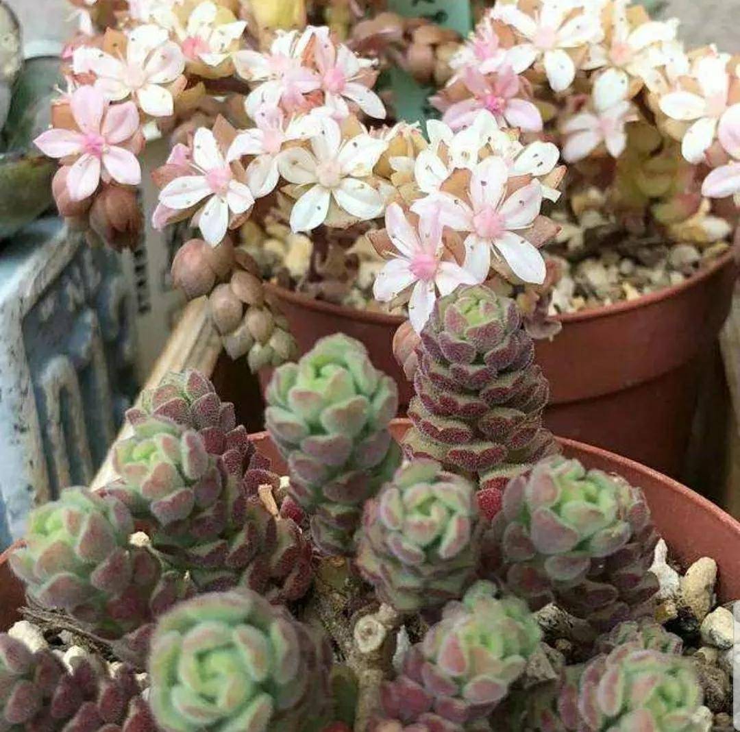 多肉開花需要剪掉嗎_多肉開花剪下來可以種嗎_開花剪掉多肉需要剪枝嗎