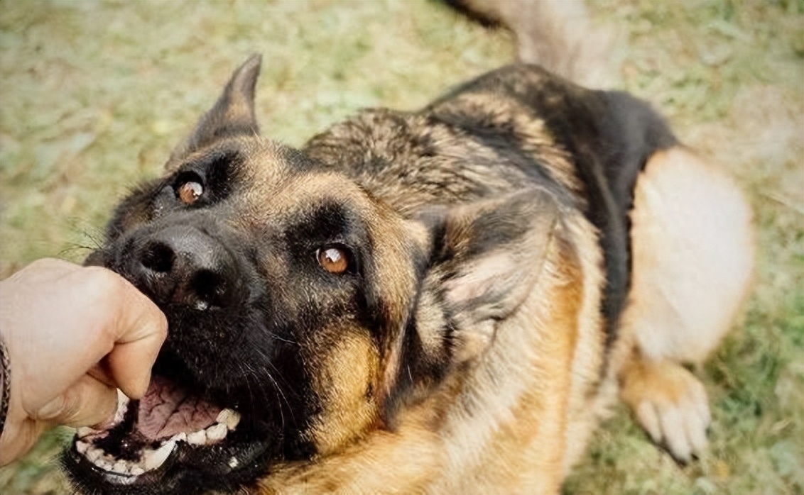 十種脾氣最好的狗_脾氣有點狗是什么意思_脾氣好的狗有什么特征
