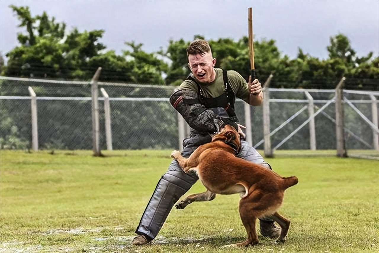 十種脾氣最好的狗_脾氣好的狗有什么特征_脾氣有點狗是什么意思