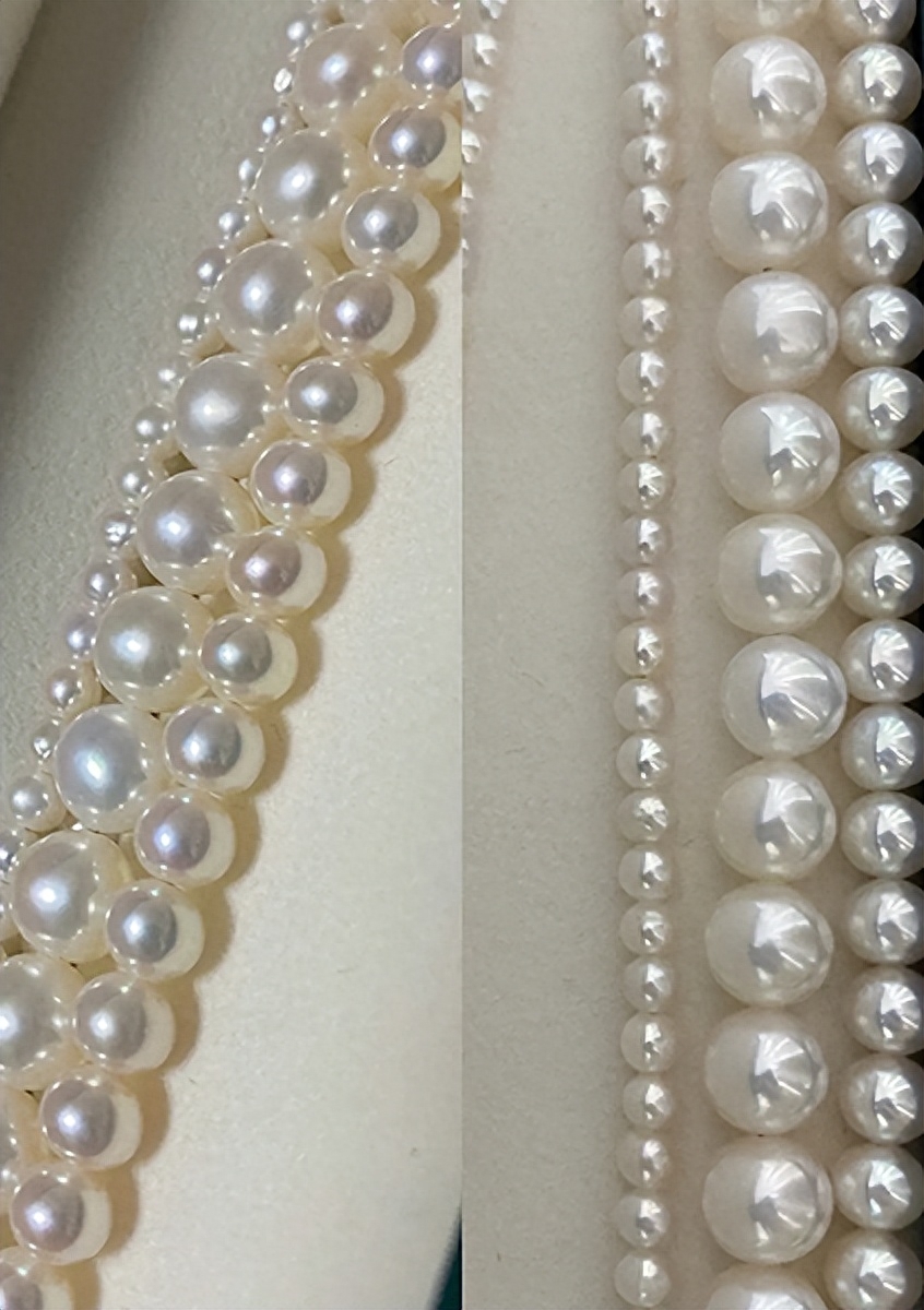 多肉彩虹糖和紫珍珠區別_多肉彩虹和紫珍珠區別_彩虹珍珠多肉