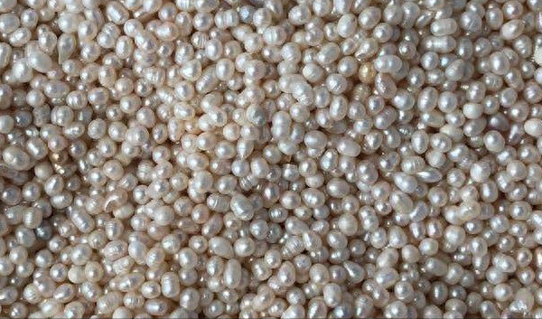 珍珠彩虹多肉好養嗎_多肉彩虹糖和紫珍珠區別_彩虹珍珠多肉