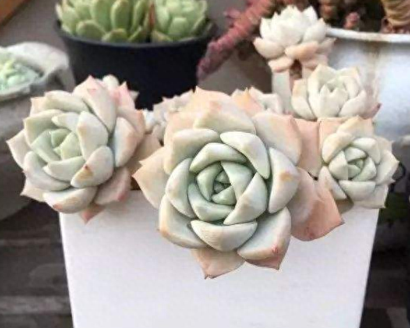 7種“養不死”的多肉，扔花盆里不用管，自己就能長爆盆