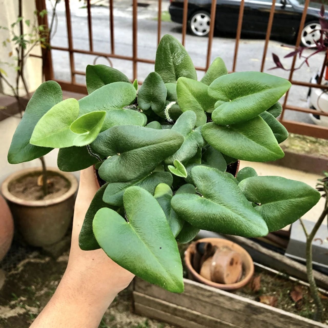 彩虹珍珠多肉_多肉彩虹糖和紫珍珠區(qū)別_多肉彩虹和紫珍珠區(qū)別