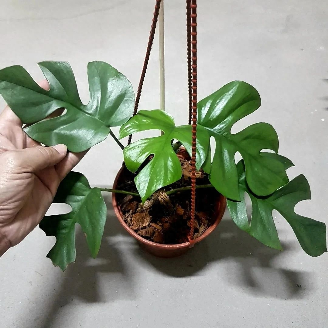 多肉彩虹糖和紫珍珠區(qū)別_多肉彩虹和紫珍珠區(qū)別_彩虹珍珠多肉