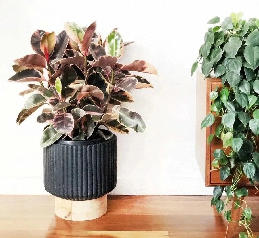 多肉彩虹糖和紫珍珠區(qū)別_多肉彩虹和紫珍珠區(qū)別_彩虹珍珠多肉