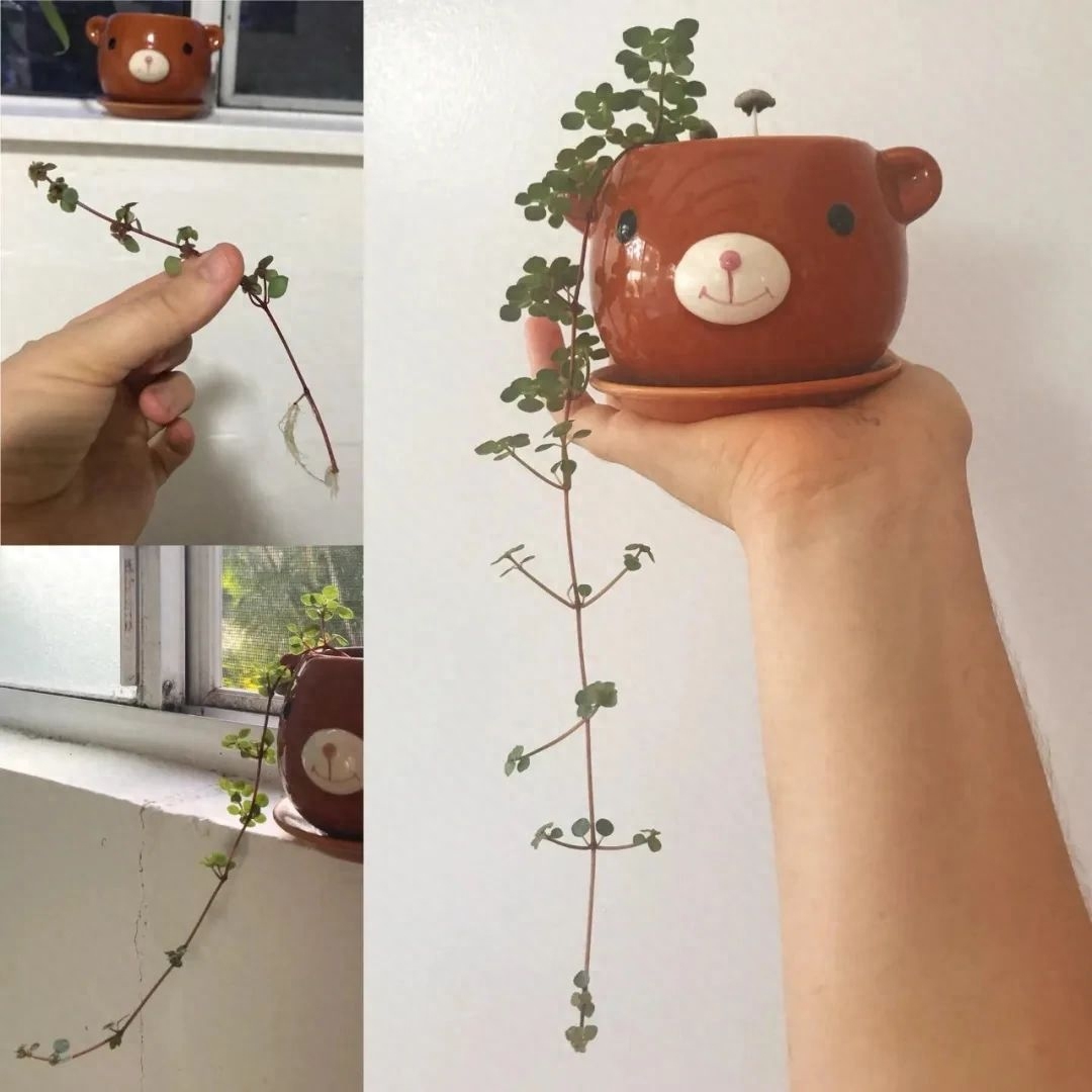 多肉彩虹糖和紫珍珠區(qū)別_多肉彩虹和紫珍珠區(qū)別_彩虹珍珠多肉