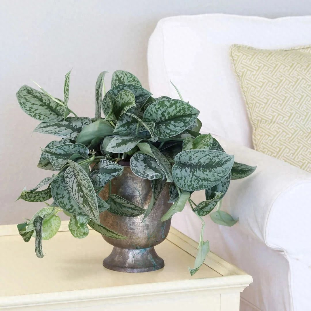 彩虹珍珠多肉_多肉彩虹和紫珍珠區(qū)別_多肉彩虹糖和紫珍珠區(qū)別