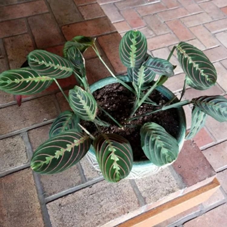 彩虹珍珠多肉_多肉彩虹糖和紫珍珠區(qū)別_多肉彩虹和紫珍珠區(qū)別