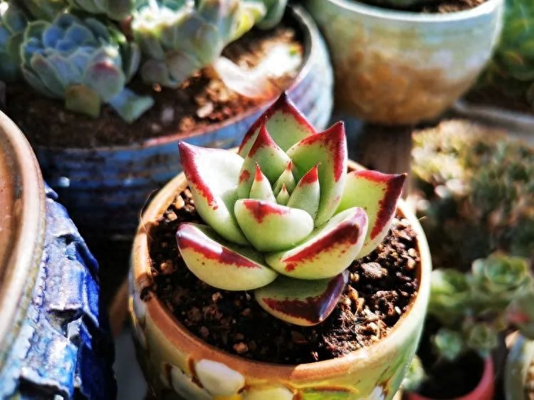 怎樣養(yǎng)多肉火祭_多肉植物火祭怎么繁殖_多肉火祭的繁殖方法