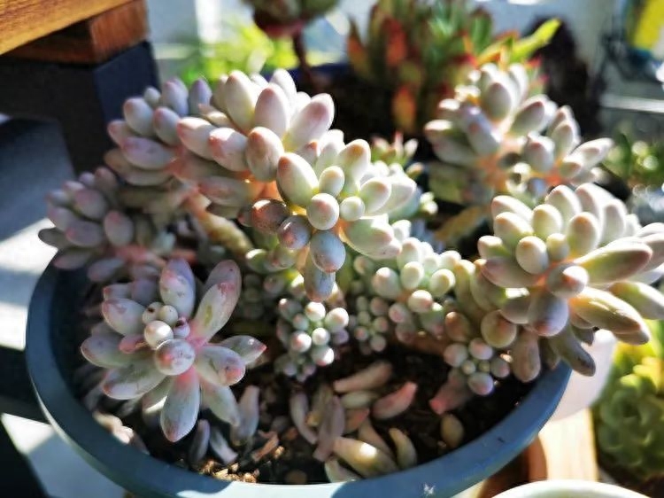 怎樣養(yǎng)多肉火祭_多肉火祭的繁殖方法_多肉植物火祭怎么繁殖