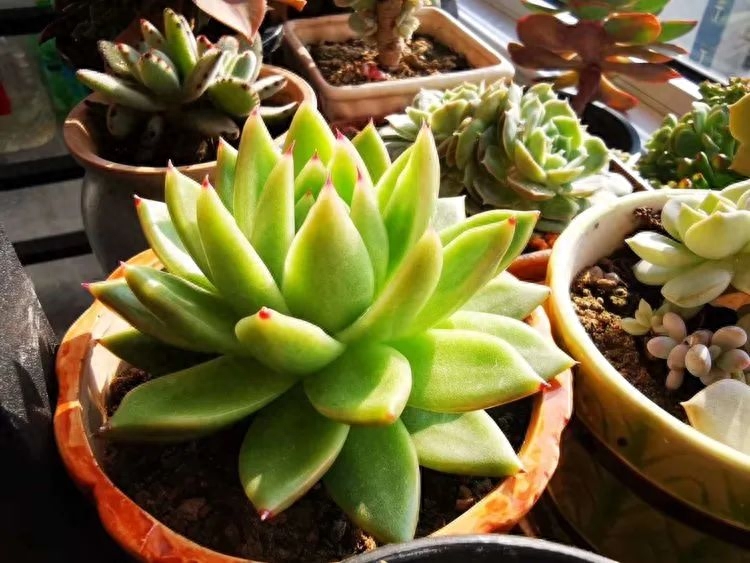 多肉植物火祭怎么繁殖_怎樣養(yǎng)多肉火祭_多肉火祭的繁殖方法