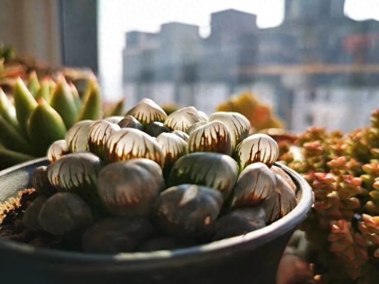 怎樣養(yǎng)多肉火祭_多肉火祭的繁殖方法_多肉植物火祭怎么繁殖