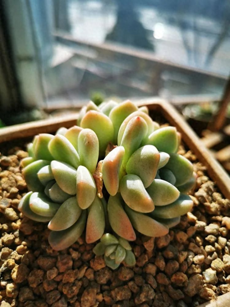 怎樣養(yǎng)多肉火祭_多肉火祭的繁殖方法_多肉植物火祭怎么繁殖