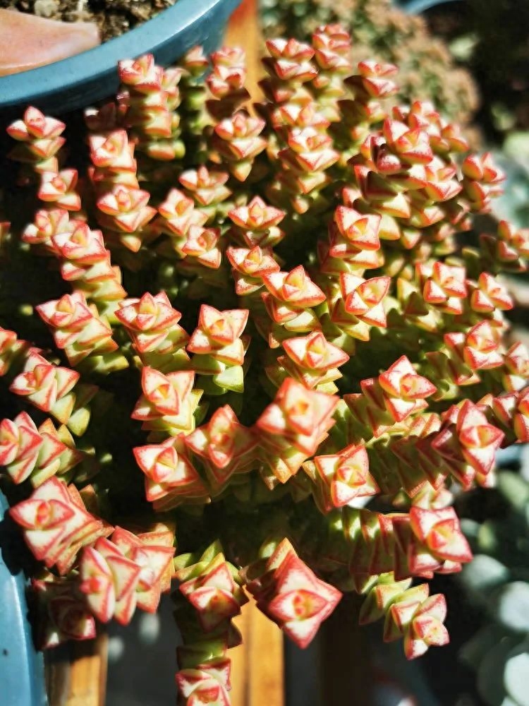 多肉火祭的繁殖方法_怎樣養(yǎng)多肉火祭_多肉植物火祭怎么繁殖