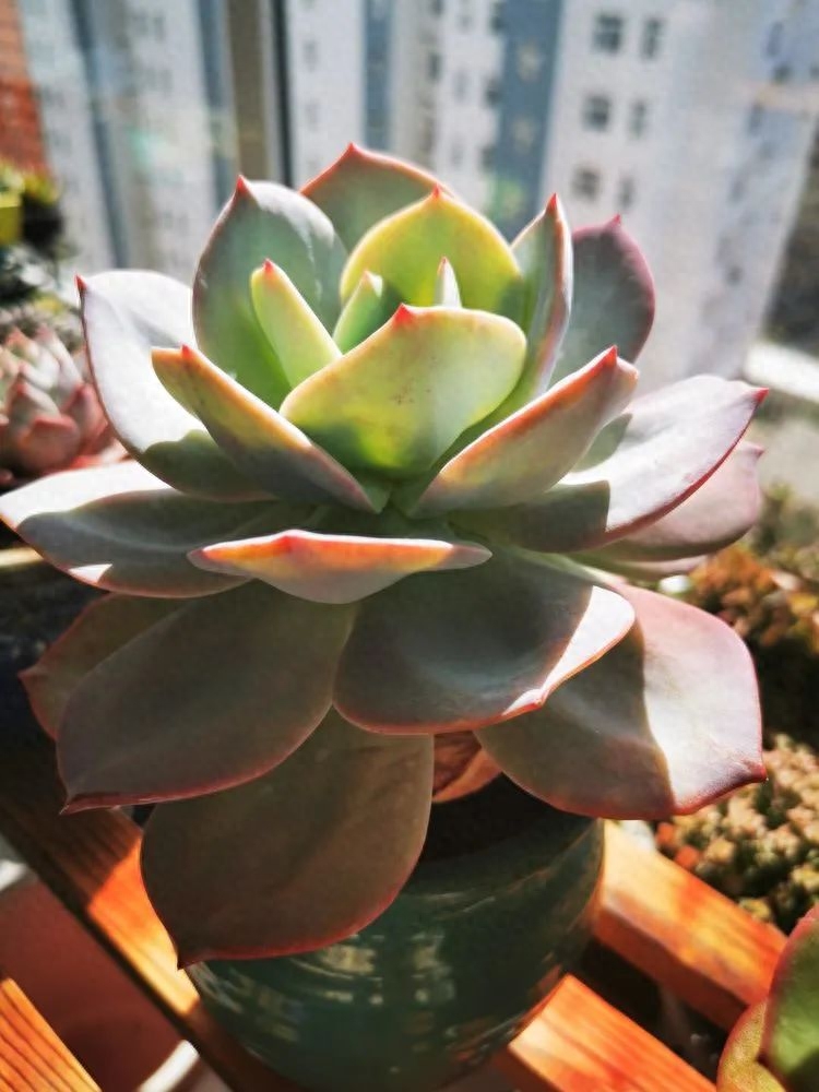 怎樣養(yǎng)多肉火祭_多肉植物火祭怎么繁殖_多肉火祭的繁殖方法