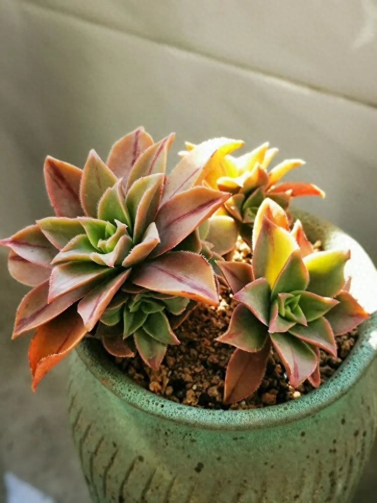 怎樣養(yǎng)多肉火祭_多肉植物火祭怎么繁殖_多肉火祭的繁殖方法