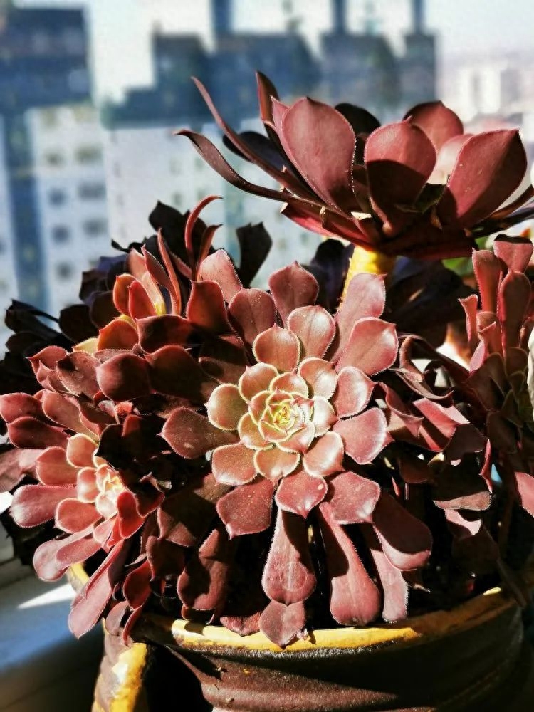 多肉火祭的繁殖方法_怎樣養(yǎng)多肉火祭_多肉植物火祭怎么繁殖