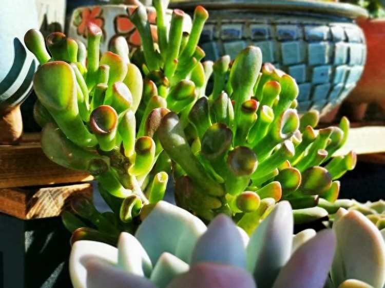 多肉火祭的繁殖方法_多肉植物火祭怎么繁殖_怎樣養(yǎng)多肉火祭