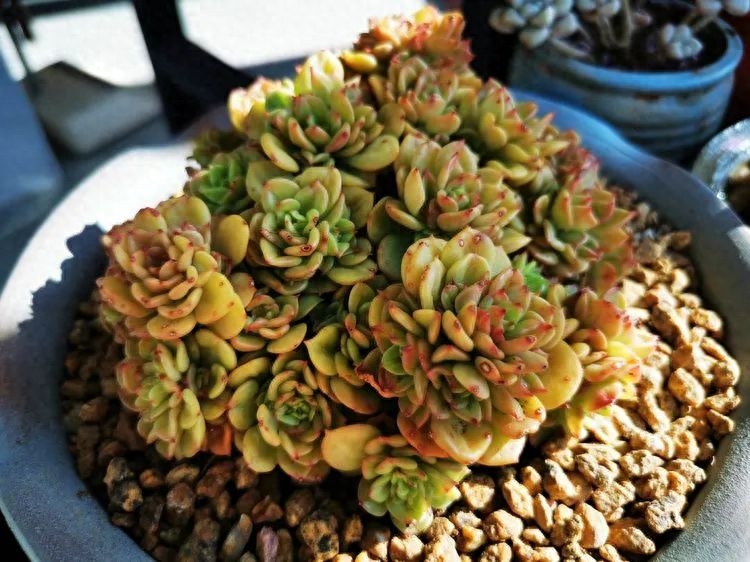 怎樣養(yǎng)多肉火祭_多肉火祭的繁殖方法_多肉植物火祭怎么繁殖