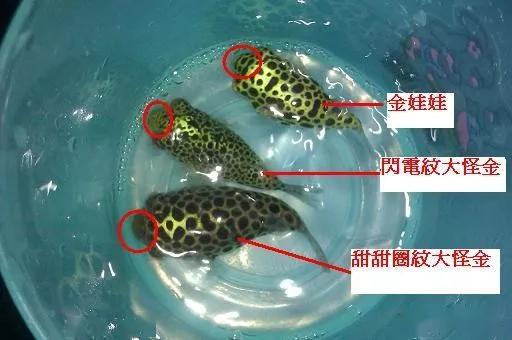 觀賞小型藍色魚類_藍色的小型魚_藍色的小型觀賞魚