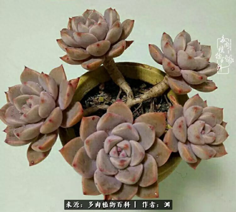 多肉火祭怎么繁殖視頻_多肉火祭的繁殖方法_多肉火祭怎么養成多頭