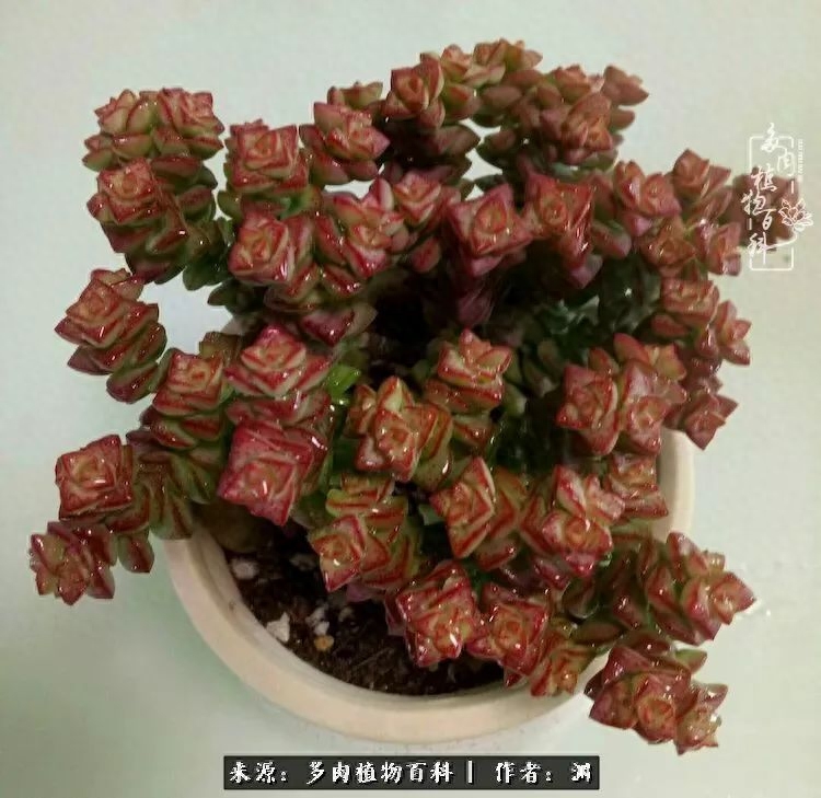 多肉火祭怎么養成多頭_多肉火祭的繁殖方法_多肉火祭怎么繁殖視頻