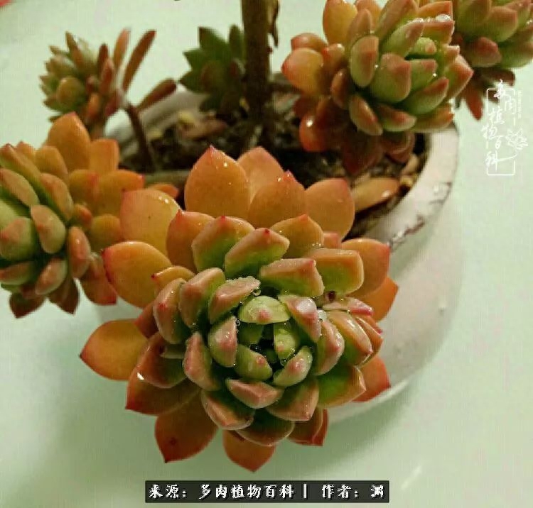 多肉火祭怎么養成多頭_多肉火祭的繁殖方法_多肉火祭怎么繁殖視頻