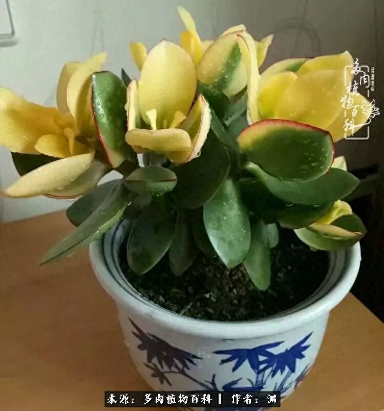 多肉火祭怎么繁殖視頻_多肉火祭怎么養成多頭_多肉火祭的繁殖方法
