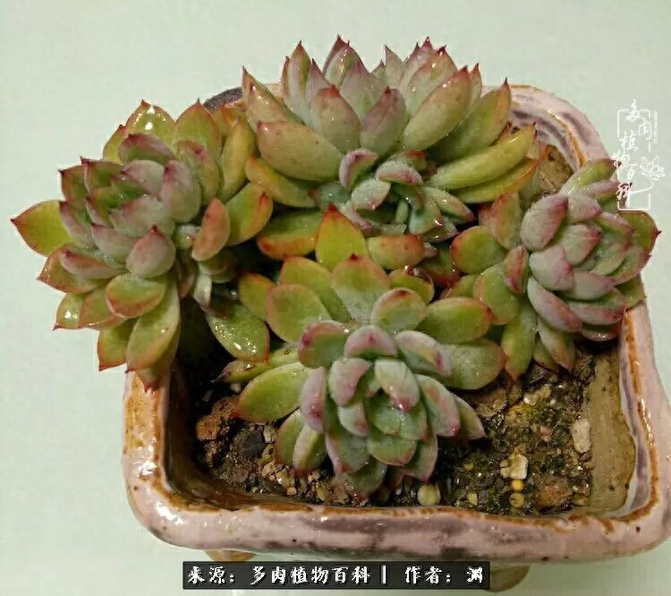 多肉火祭的繁殖方法_多肉火祭怎么養成多頭_多肉火祭怎么繁殖視頻