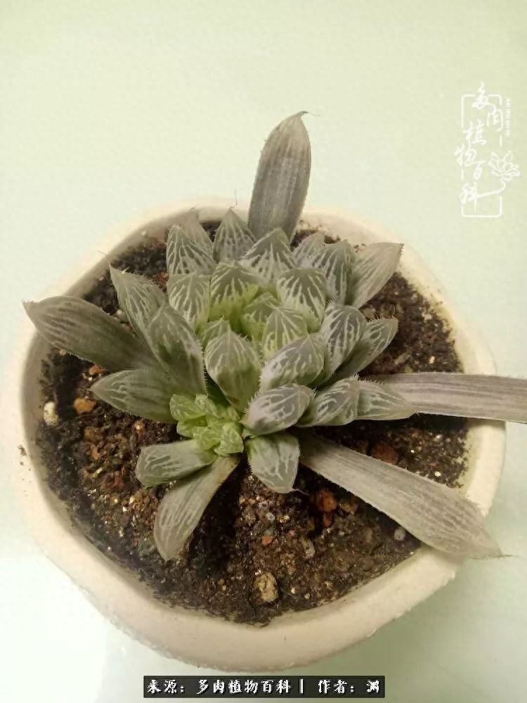 多肉火祭怎么養成多頭_多肉火祭怎么繁殖視頻_多肉火祭的繁殖方法
