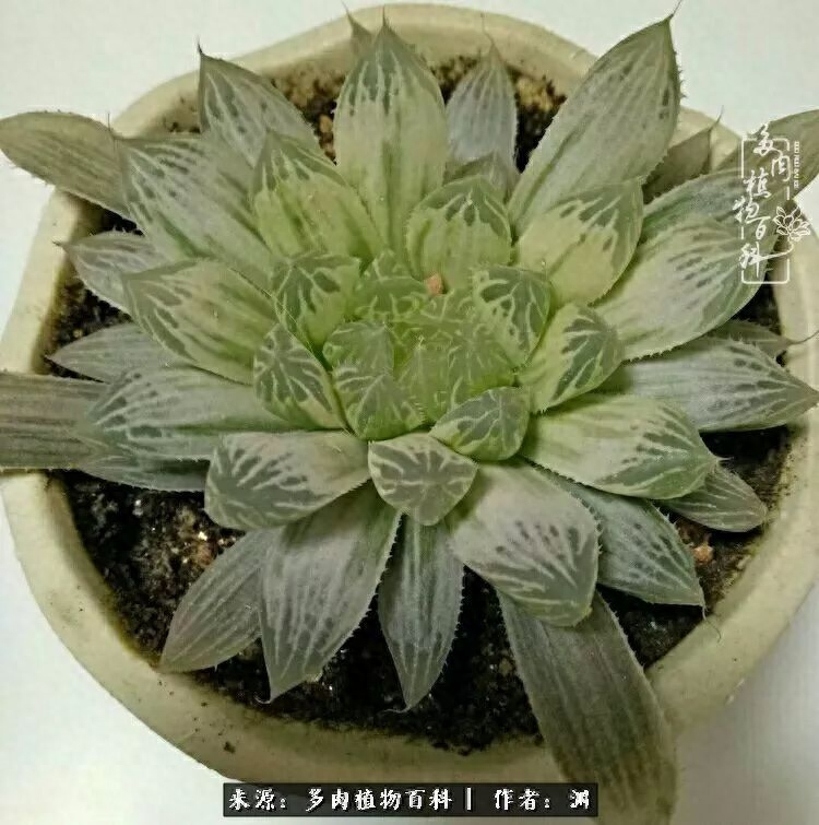 多肉火祭的繁殖方法_多肉火祭怎么養成多頭_多肉火祭怎么繁殖視頻