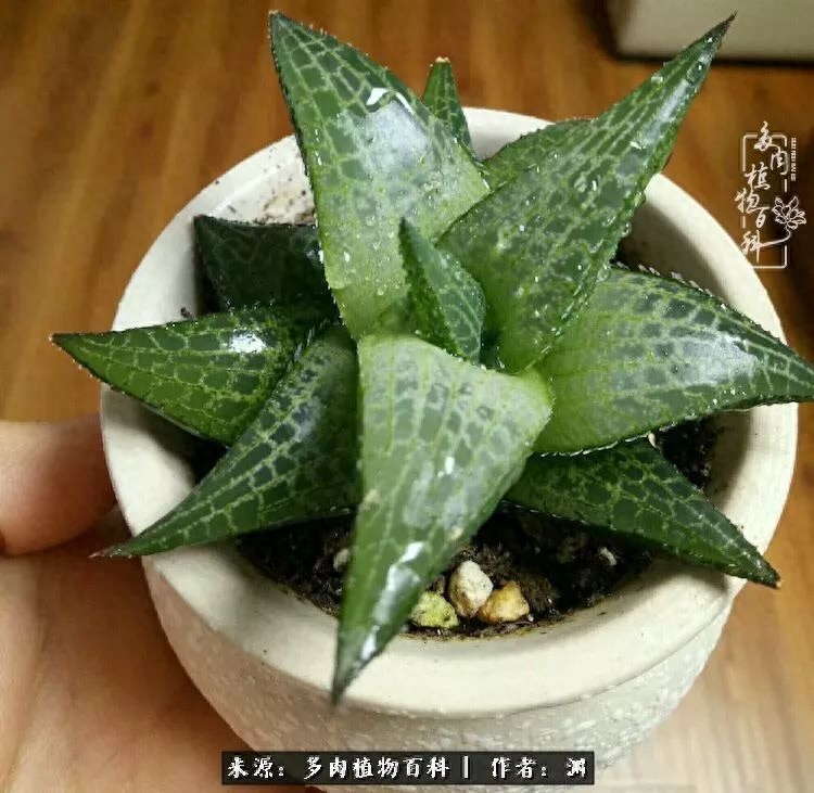 多肉火祭怎么養成多頭_多肉火祭怎么繁殖視頻_多肉火祭的繁殖方法