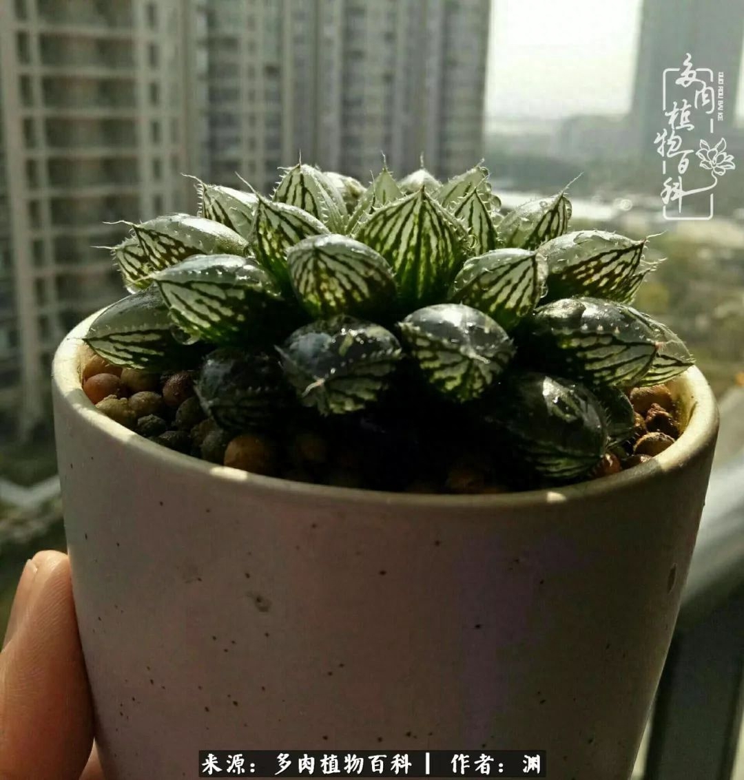 多肉火祭怎么繁殖視頻_多肉火祭的繁殖方法_多肉火祭怎么養成多頭