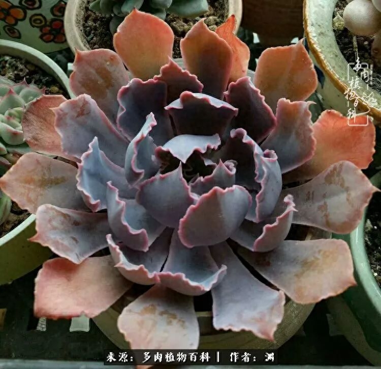 多肉火祭的繁殖方法_多肉火祭怎么養成多頭_多肉火祭怎么繁殖視頻