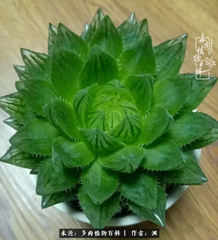 多肉火祭怎么繁殖視頻_多肉火祭怎么養成多頭_多肉火祭的繁殖方法