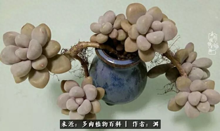 多肉火祭怎么養成多頭_多肉火祭的繁殖方法_多肉火祭怎么繁殖視頻