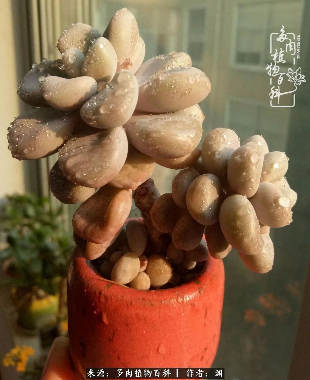 多肉火祭怎么繁殖視頻_多肉火祭怎么養成多頭_多肉火祭的繁殖方法