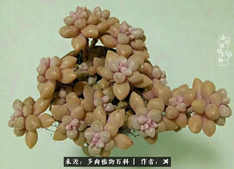 多肉火祭怎么養成多頭_多肉火祭怎么繁殖視頻_多肉火祭的繁殖方法