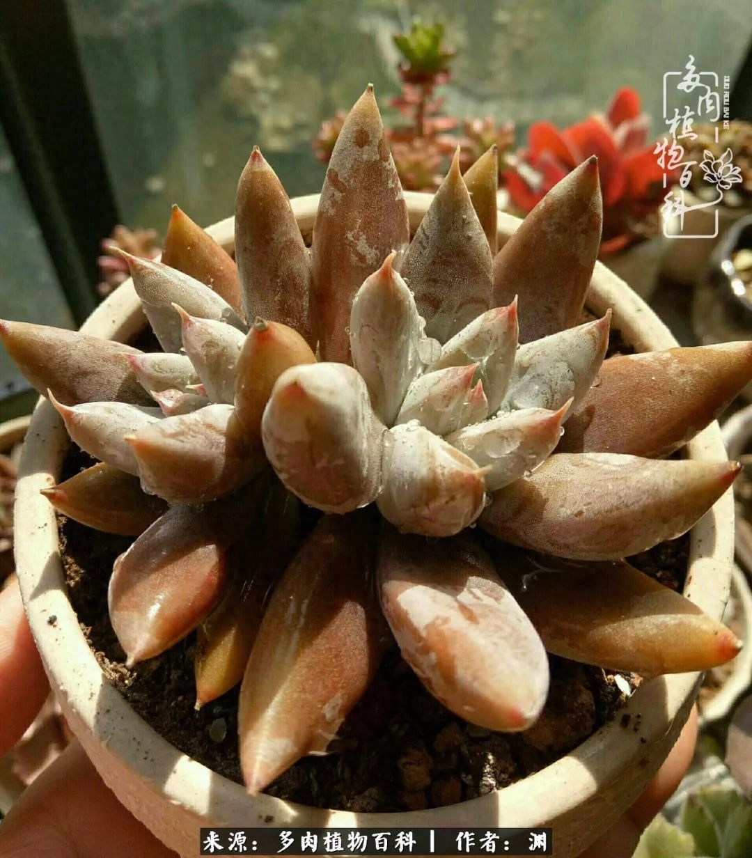 多肉火祭怎么繁殖視頻_多肉火祭怎么養成多頭_多肉火祭的繁殖方法