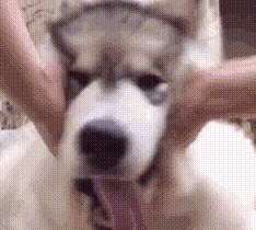 網上買狗可靠嗎_網上買狗騙局_可靠狗網上買的可靠嗎